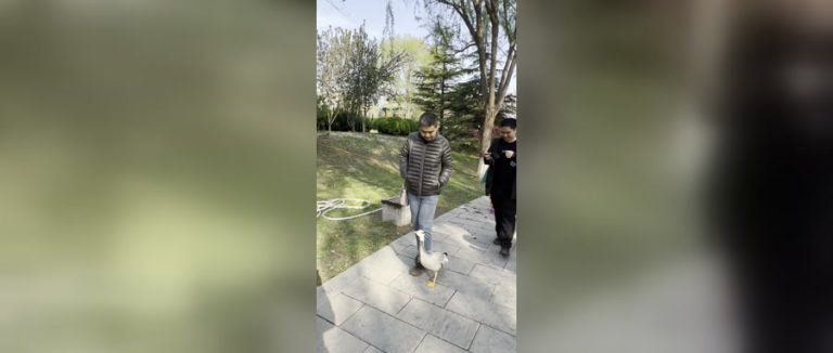 大宝陪我在园博园散步